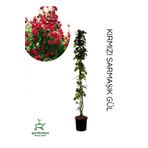 Sarmaşık Gül Fidanı Formlu 1 Adet Saksılı/Tüplü 50-80Cm, GDB140624NA111