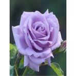 Sarmaşık Gül Fidanı Lila Renk 10-20 Cm