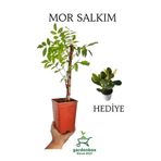 Sarmaşık Mor Salkım Ağacı Fidanı 1 Adet Saksılı 40-60Cm +Yeşim Para Çiçeği