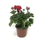 Scarlet Kırmızı Sardunya Çiçeği Fidesi 10-20 cm