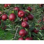 Scarlet Spur Elma Ağacı Fidanı (Aşılı ve Tüplü)
