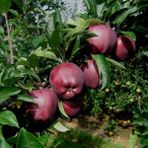 Scarlet Spur Elma (Kırmızı) ve 120 Cm 3 Yaş Aşılı Tüplü - SCARLET ELMA