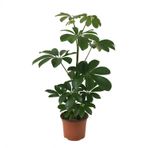 Schefflera Arboricola (Şeflera Çiçeği) Ø12 CM H30-35 CM