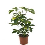 Schefflera Arboricola 'Variegata' (Şeflera Çiçeği)