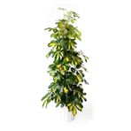 Schefflera Şeflera 5 Parmak Bitkisi 80-100 Cm