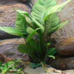 SDT Group Anubias Heterophylla Mini In 200CC