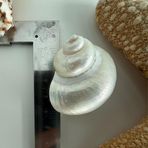 Seashell Rio Doğal Deniz Kabuğu, Parlatılmış Sedef Turbo, 3-4 cm, Dekoratif