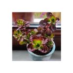 Sedum Bitkisi Fidesi -(10-15CM) Mezar Örtücü-Yayilici Bitki