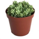 Sedum Burrito - Sukulent
