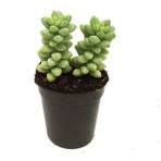 Sedum Burros Taıl Sukulent