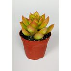 Sedum Nussbaumerianum çiçek açan sukulent yaprakları turuncuya döner 5.5 cm saksıda