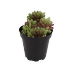 Sedum Rubrotinctum Aurora Sukulent