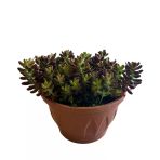 Sedum Rubrotinctum (Sukulent)