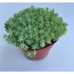 Sedum Tohumu ( İri Damarlı Yapraklar ) Yeşil Renkli - 15 Tohum