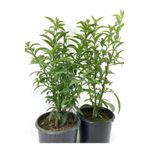 SEFE BOTANİK Kolonya Limon Çiçeği Akşam Gece Sefası Melisa 2 Adet 20-40 Cm