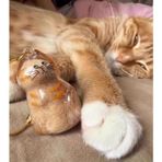 Şeffaf Kedi Tüyü Saklama Kapsülü Gashapon Kedi Tüyü Anı Hediyesi Kedisever Anahtarlık Aksesuar