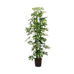 Şeflera Bitkisi 100-110 Cm Özel Kutulu Schefflera Bitkisi 5 Parmak Bitkisi Ev Ofis Salon Bitkisi