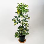 Şeflera Bitkisi 100 Cm Schefflera Bitkisi 5 Parmak Bitkisi Ev Bitkisi Ofis Bitkisi Salon Bitkisi