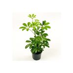 Şeflera-Schefflera Bitkisi 50-70 Cm, BTSR381