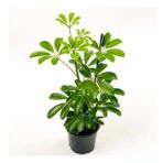 Şeflera-Schefflera Bitkisi 50-70 Cm