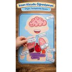 Şeker Atölyesi İnsan Vücudu Öğreniyorum – Eğitici Organ Yerleştirme Oyunu