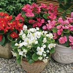 Şeker Begonya Fidanı 3’Lü Set Karışık Renklerde 10-20 Cm