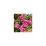 Şeker Pembe Çiçekli Oya Ağacı 30-60 Cm