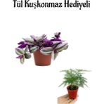 Şeker Pembe Telgraf Çiçeği Kadınlar Gününe Özel Tül Kuşkonmaz