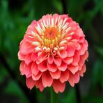 Şeker Pembe Zinnia Kirli Hanım Çiçeği Tohumu -40 Adet