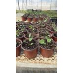 Selinus Turuncu Gerbera Çiçek Fidesi – Saksılı Canlı Bitki