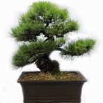 Selvi Bonzai Ağacı Tohumu 5 Adet Bonsai Ağacı Tohumu