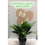 SENA BOTANİK VE ÇİÇEK Canlı Saksılı Spatıfılıum (BARIŞ ÇİÇEĞİ) 70 Cm,17 Cm Saksı Çapı Özel Kutulu Gönderim
