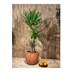 SENA BOTANİK VE ÇİÇEK Dracena Marginata 3 Gövdeli 100 Cm Salon, Ev, Ofis Bitkisi