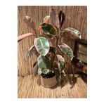 SENA BOTANİK VE ÇİÇEK Ficus Elastica Belize Alacalı Kauçuk Bitkisi Tek Gövde 70-80 Cm Boy Özel Kutulu