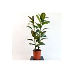 SENA BOTANİK VE ÇİÇEK Kauçuk Bitkisi (FİCUS ELASTİCA) Tek Gövdeli 80-10cm