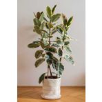 SENA BOTANİK VE ÇİÇEK Kauçuk Çiçeği Alaca Renkli 75-80cm.Tek Kök Ev Ofis Salon Bitkisi