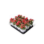 SENA BOTANİK VE ÇİÇEK Kırmızı Queen Kalanchoe Çiçeği Kalanşo Çiçeği Bitki Ev Ofis Bitkisi 10-15cm