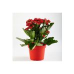 SENA BOTANİK VE ÇİÇEK Kırmızı Renk Canlı Kalonchoe (kalanşo) Çiçeği 10.5 Cm Saksı Çapı
