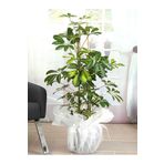 SENA BOTANİK VE ÇİÇEK Schefflera - Şeflera -alaca 5 Parmak Bitkisi 75-80 Cm Özel Kutulu Gönderim