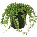 Senecio Rowleyanus, Tesbih Çiçeği 11 cm Saksıda Jumbo Boy