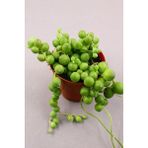 Senecio Rowleyanus - Tesbih Çiçeği 5.5 cm Saksıda