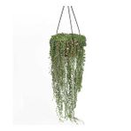 Senecio - Tesbih Çiçeği (23 cm Saksıda)
