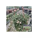 Senecio Tespih Çiçeği Askılı Saksıda Mn