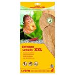 Sera 32 cm XXL Catappa Yaprağı