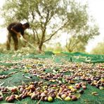 Sera Trend 3x5 m Zeytin Toplama Gölgelik Fındık Fıstık Dut Meyve Taban Örtü Filesi