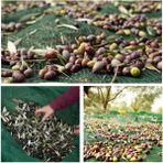 Sera Trend 4x2 Metre Zeytin Sergisi Zeytin Toplama Filesi Fındık Fıstık Örtüsü %75 Gölgelik Dut Meyve Sergisi Taban Örtüsü - 4 m x 2 m - Koyu Yeşil