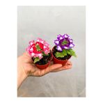 Serada Decor & Plant 2 Adet Karışık Renk Mine Çiçeği Mini Saksıda 10-15 cm Verbena