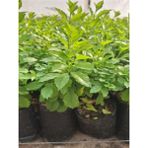 Serada Decor Plant 2 Adet Mor Çiçekli Duranta Ağacı Fidanı (40-70 Cm) Tüplü Dış Mekan Bitkisi