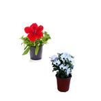 Serada Decor & Plant 2'li Bahçe Peyzaj Seti, Kırmızı Petunya Çiçeği, Beyaz Bodrum Papatyası