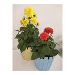 Serada Decor & Plant 2'li Kırmızı/Sarı Yıldız Dahlia Çiçeği, 15-30 cm Saksılı İç Mekan Bitkileri